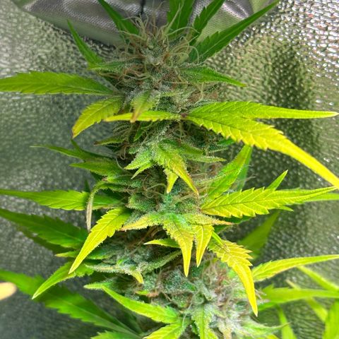 Pink Runtz Auto growlog timeline photo