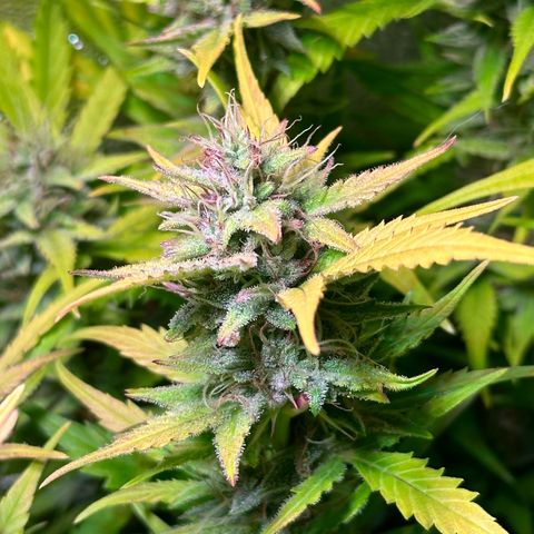 Pink Runtz Auto growlog timeline photo