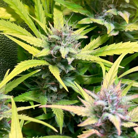 Pink Runtz Auto growlog timeline photo