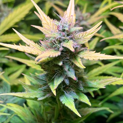 Pink Runtz Auto growlog timeline photo