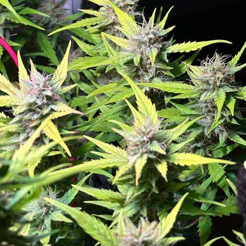 Pink Runtz Auto growlog timeline photo