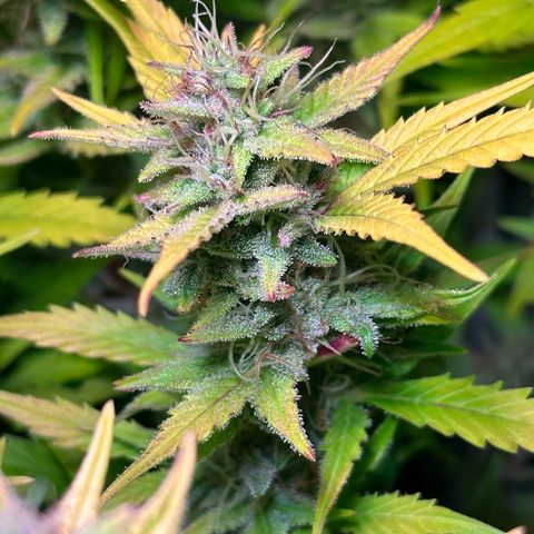 Pink Runtz Auto growlog timeline photo