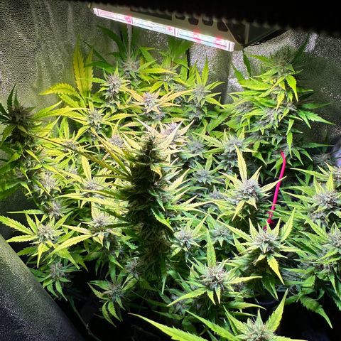 Pink Runtz Auto growlog timeline photo