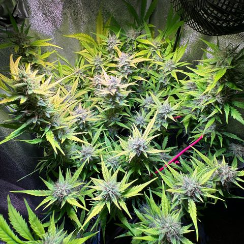 Pink Runtz Auto growlog timeline photo