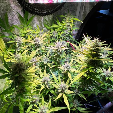 Pink Runtz Auto growlog timeline photo