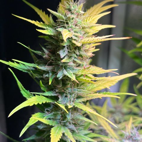 Pink Runtz Auto growlog timeline photo