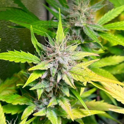 Pink Runtz Auto growlog timeline photo