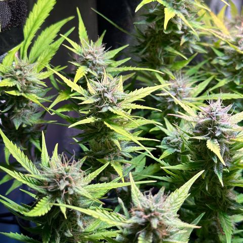 Pink Runtz Auto growlog timeline photo