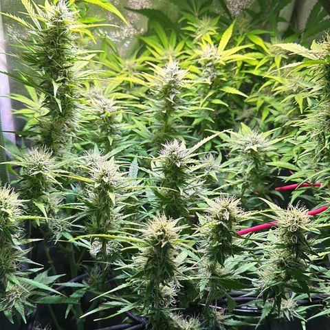 Pink Runtz Auto growlog timeline photo