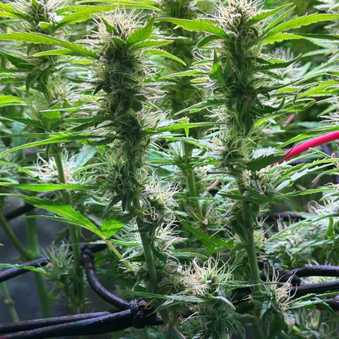 Pink Runtz Auto growlog timeline photo