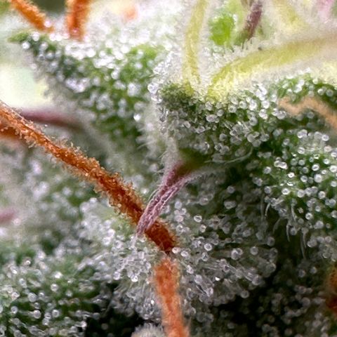 Trainwreck Auto growlog timeline photo