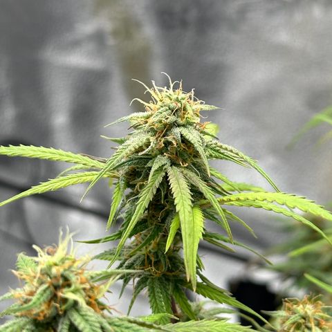 Trainwreck Auto growlog timeline photo