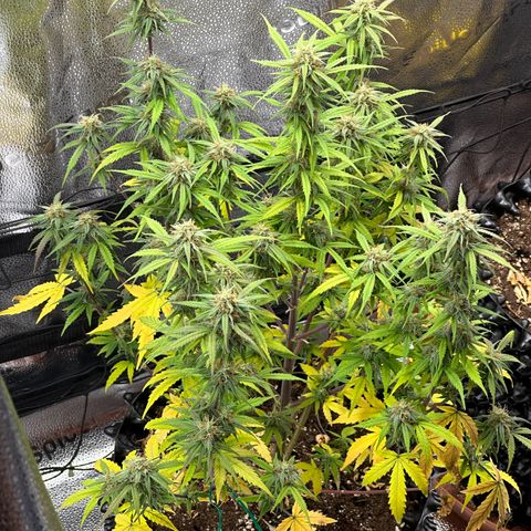 Trainwreck Auto growlog timeline photo