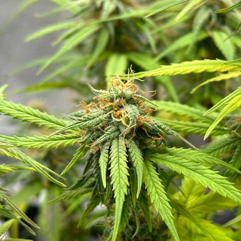 Trainwreck Auto growlog timeline photo