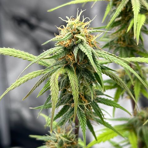 Trainwreck Auto growlog timeline photo