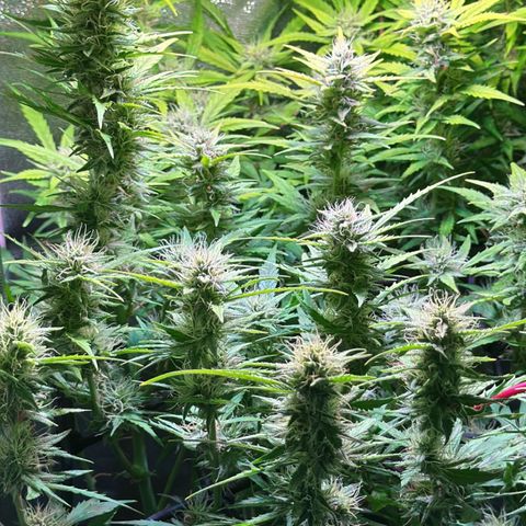 Pink Runtz Auto growlog timeline photo