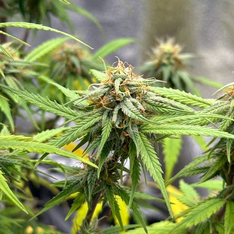 Trainwreck Auto growlog timeline photo