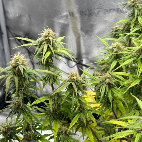 Trainwreck Auto growlog timeline photo