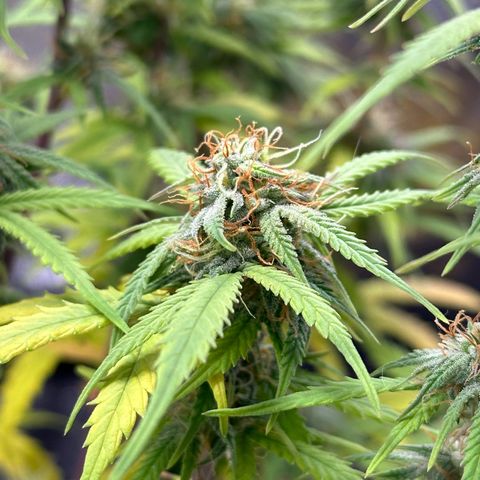 Trainwreck Auto growlog timeline photo