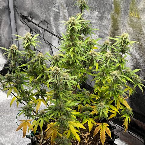 Trainwreck Auto growlog timeline photo