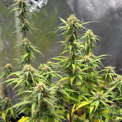 Trainwreck Auto growlog timeline photo