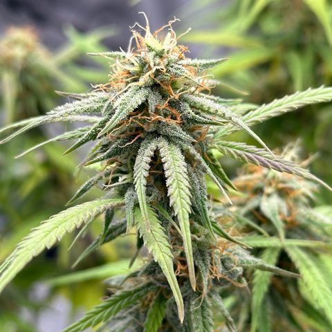 Trainwreck Auto growlog timeline photo