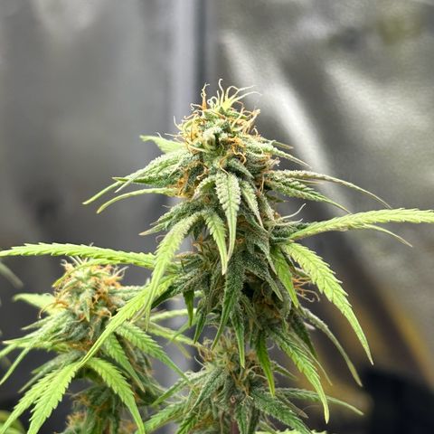 Trainwreck Auto growlog timeline photo