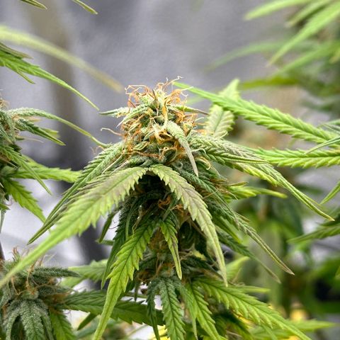 Trainwreck Auto growlog timeline photo
