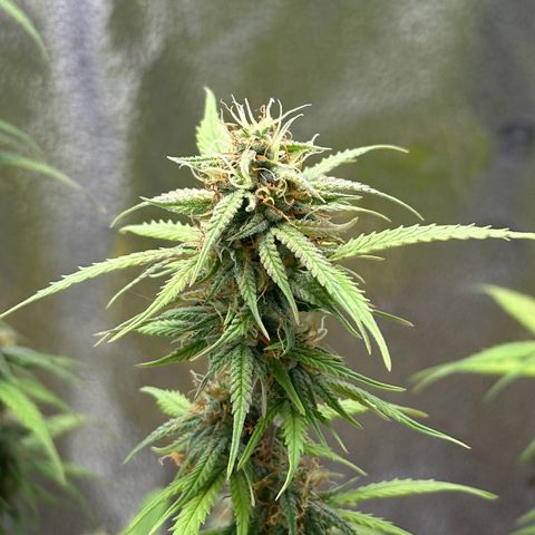 Trainwreck Auto growlog timeline photo