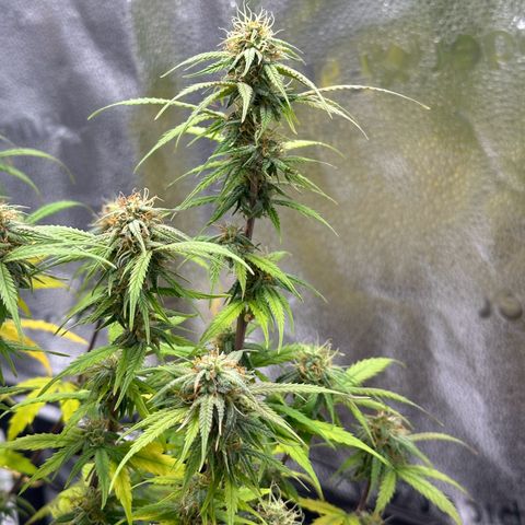 Trainwreck Auto growlog timeline photo