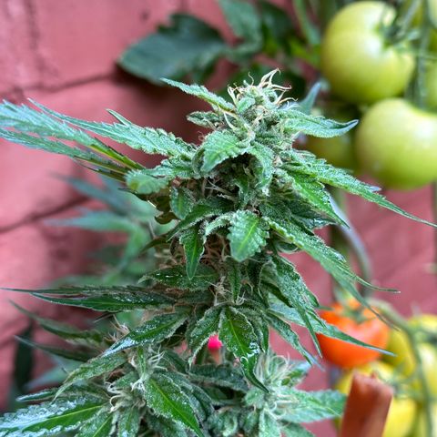Cosmos F1 growlog timeline photo