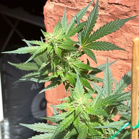 Cosmos F1 growlog timeline photo