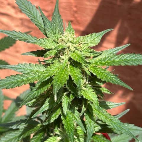 Cosmos F1 growlog timeline photo