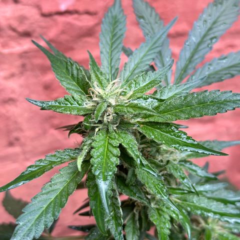 Cosmos F1 growlog timeline photo