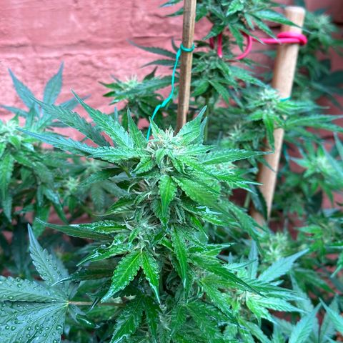 Cosmos F1 growlog timeline photo