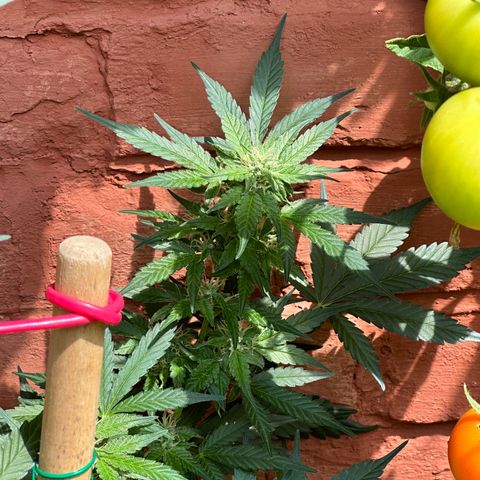 Cosmos F1 growlog timeline photo