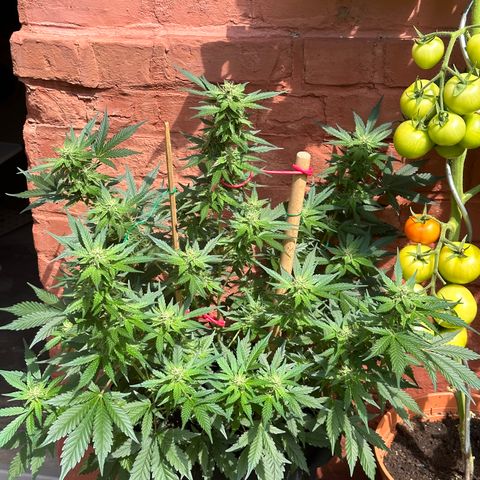 Cosmos F1 growlog timeline photo