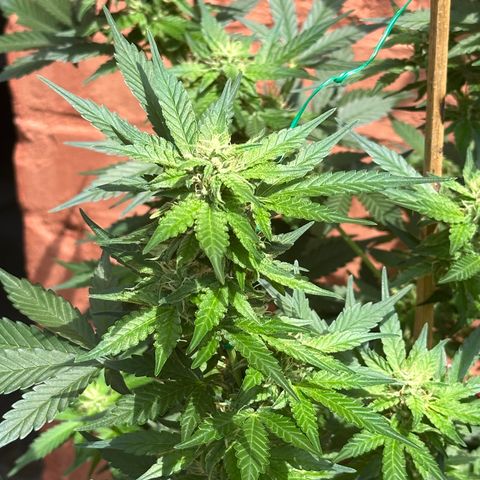 Cosmos F1 growlog timeline photo