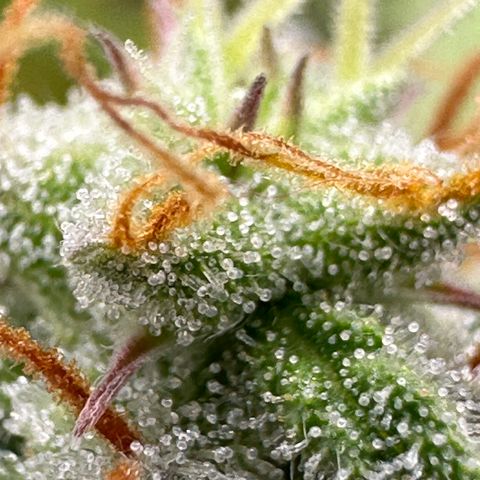 Pink Runtz Auto growlog timeline photo