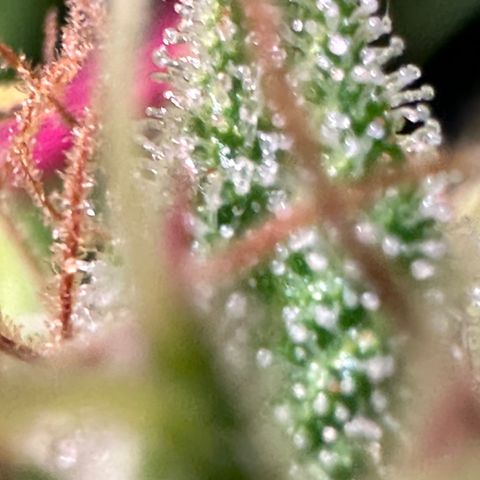 Pink Runtz Auto growlog timeline photo