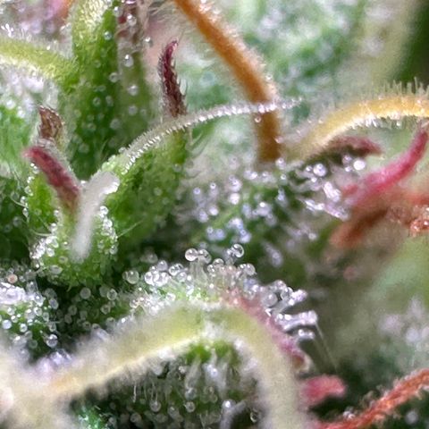 Pink Runtz Auto growlog timeline photo