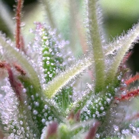 Pink Runtz Auto growlog timeline photo