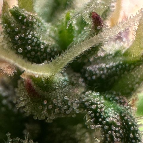 Pink Runtz Auto growlog timeline photo