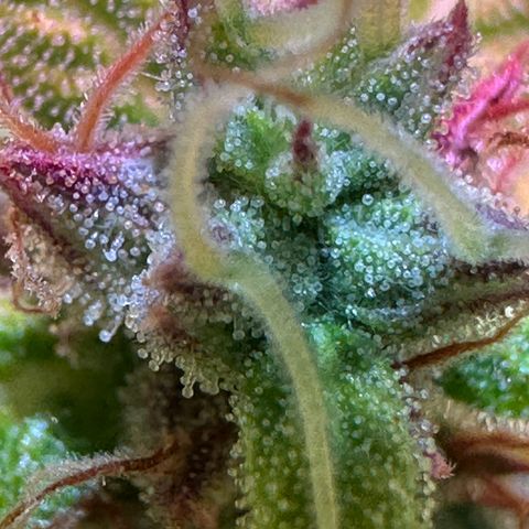 Pink Runtz Auto growlog timeline photo