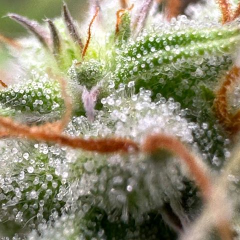 Trainwreck Auto growlog timeline photo