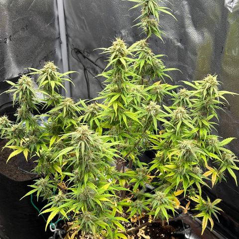 Trainwreck Auto growlog timeline photo