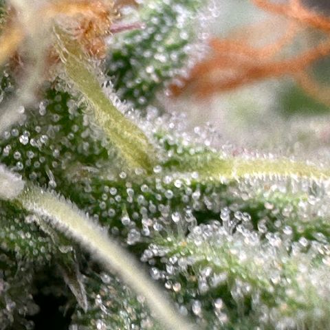 Trainwreck Auto growlog timeline photo