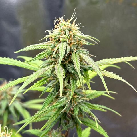 Trainwreck Auto growlog timeline photo
