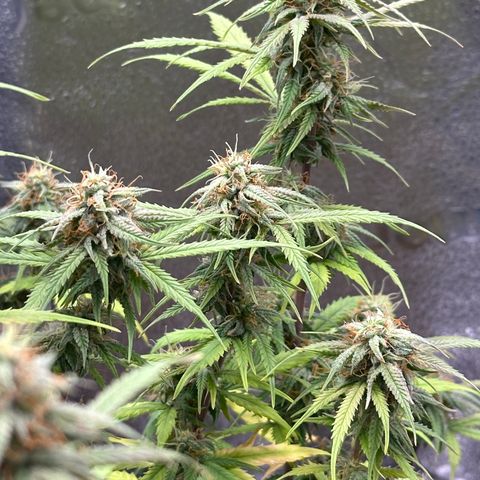 Trainwreck Auto growlog timeline photo