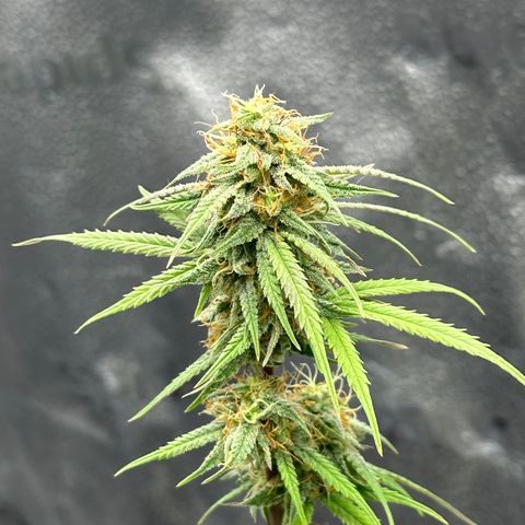 Trainwreck Auto growlog timeline photo